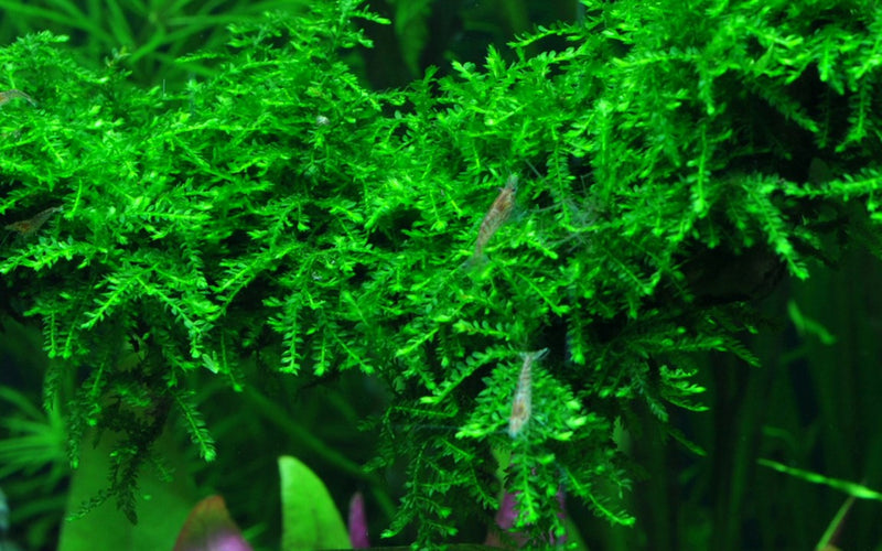Tropica Vesicularia Ferriei 'Weeping' - 1-2-Grow!