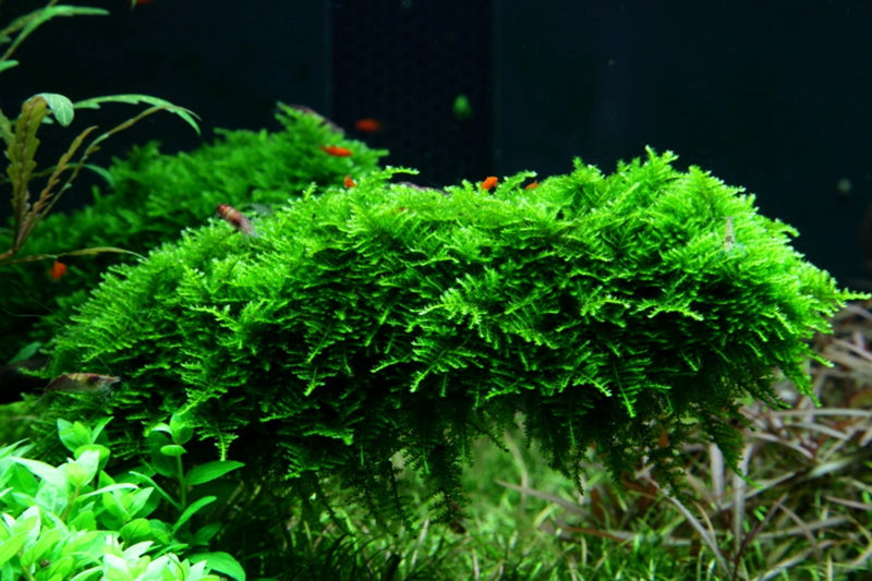 Tropica Vesicularia Montagnei 'Christmas' - 1-2-Grow!