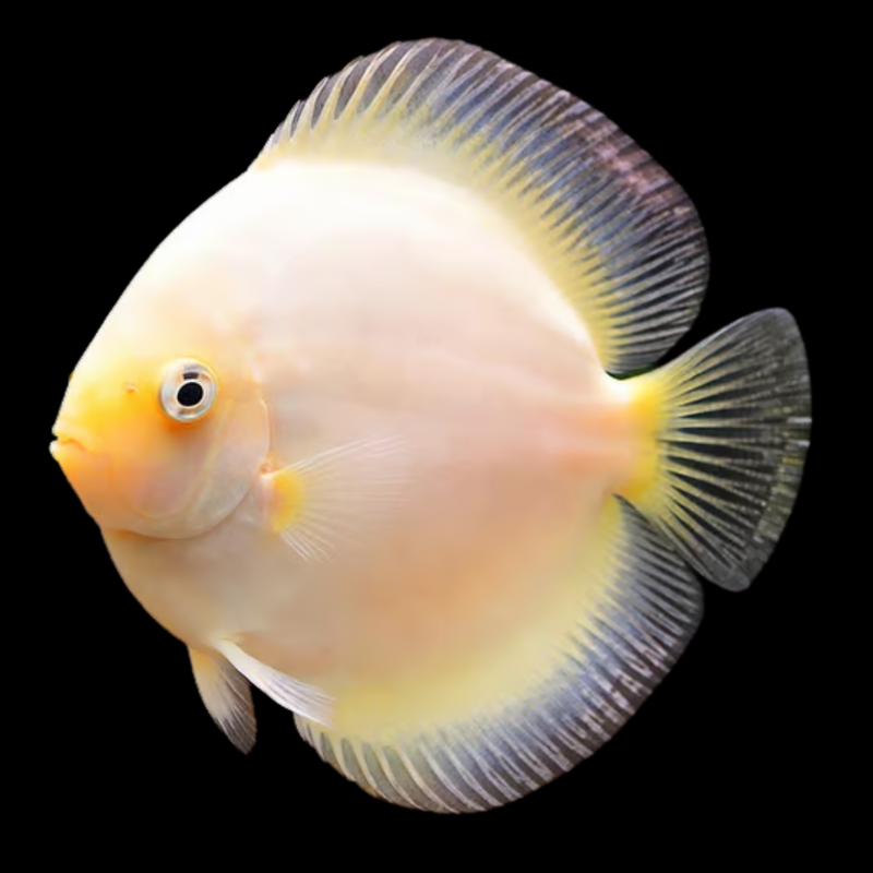White Diamond Discus XL