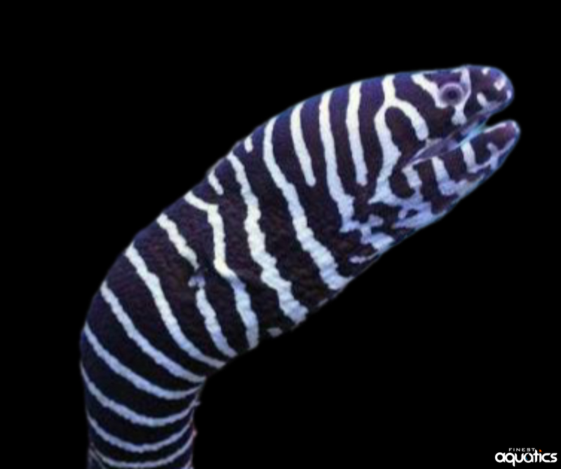 Zebra Eel